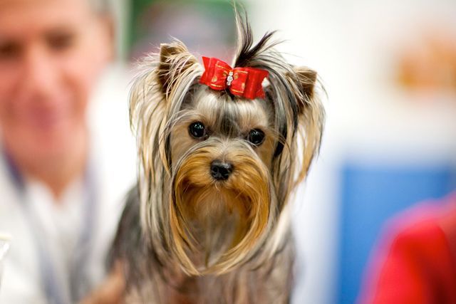 A wealthy pooch at The Breeds